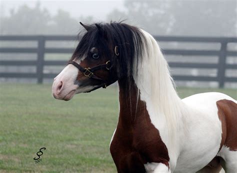 brickzilla and mini stallion|miniature horse .